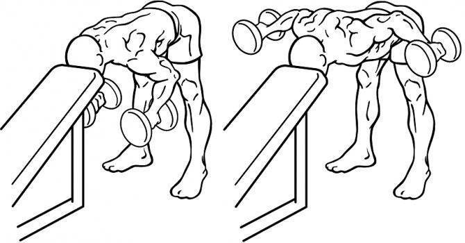 Как правильно делать разведения гантелей в наклоне и какие мышцы должны работать?