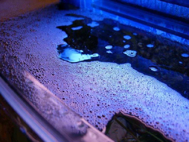 Почему пенится вода в аквариуме: причины появления пены и пузырьков на поверхности воды