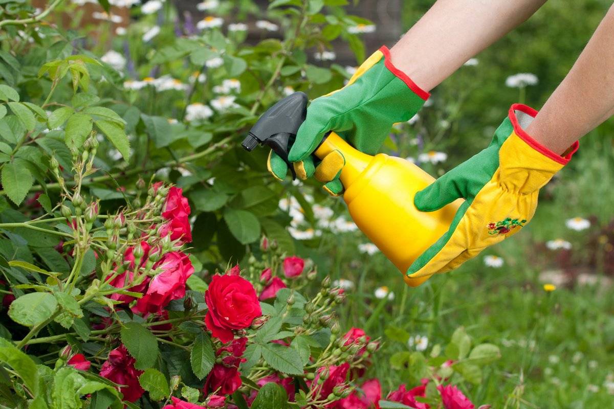 Инструкция по применению эпин-экстра для комнатных растений: как правильно поливать и обрабатывать цветы, меры предосторожности