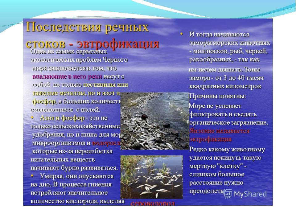 Экологические проблемы морей россии: причины возникновения, источники загрязнения, пути решения проблем