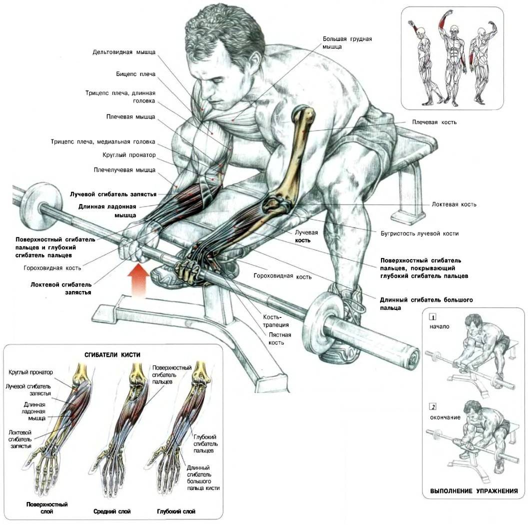 Сгибания кисти со штангой на предплечья