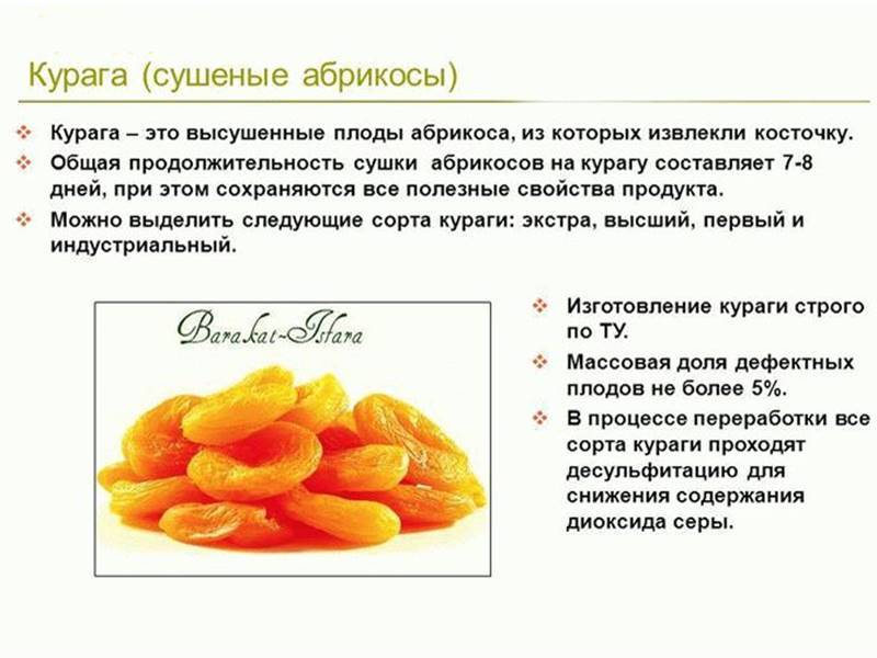 Персик: польза и вред для организма, витамины и полезные свойства - телеканал доктор