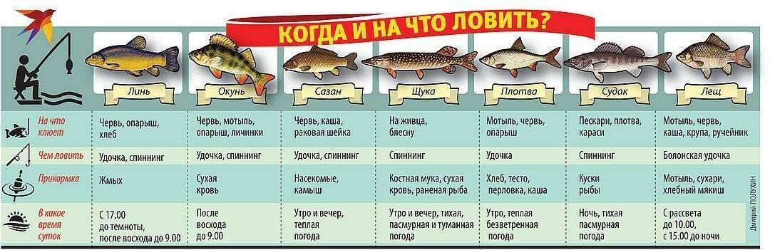 Разнообразие ихтиофауны: какая рыба водится в реке Дон?