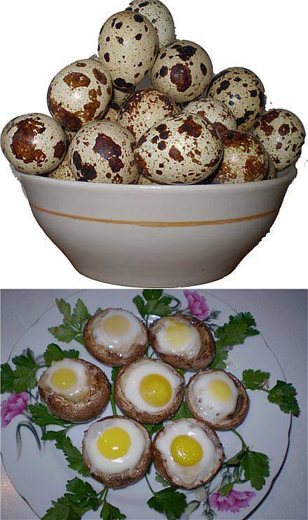 Перепелиные яйца — польза и вред для организма человека, как принимать ????