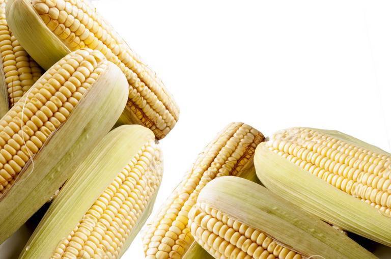 Кукурузная каша: польза и вред для организма, калорийность на 100 грамм