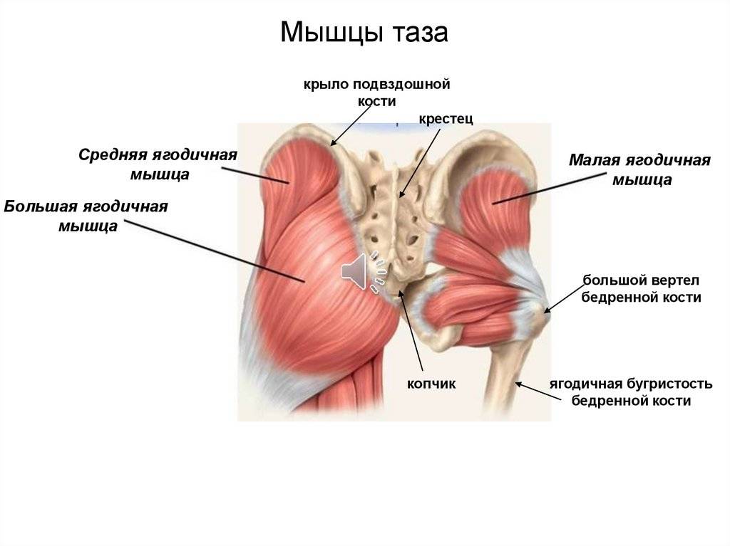 Четырехглавая мышца бедра - kinesiopro