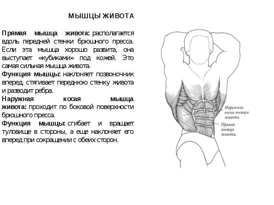 Мышцы и фасции живота - мышечная система - атлас анатомии человека - г.л. билич 2014