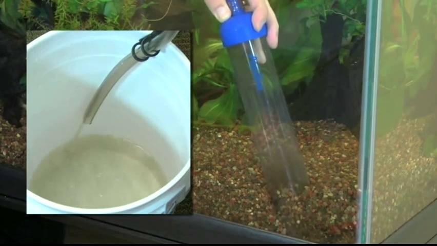 Как сифонить грунт в аквариуме: с растениями, как часто, правильная чистка дна сифоном