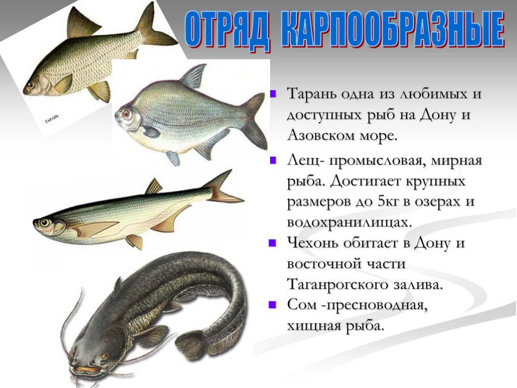 Отчёт о рыбалке, рыбачил (юрий), донховка, река, уклейка, поплавочная снасть