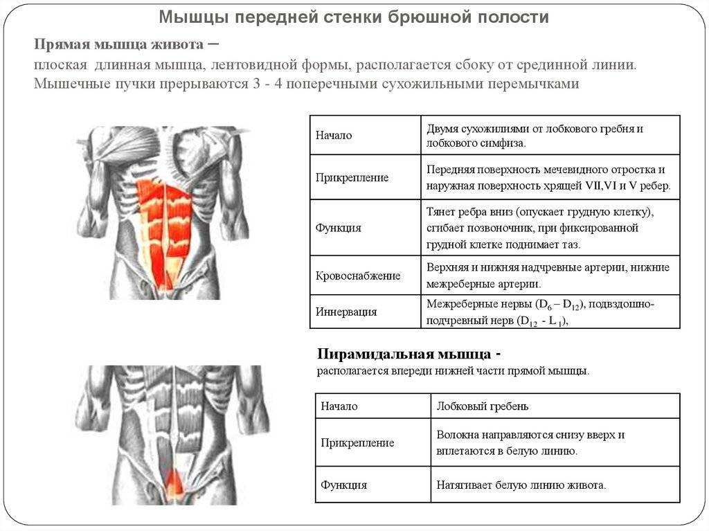 Классическая анатомия о мышцах живота (пресса) – в подробностях