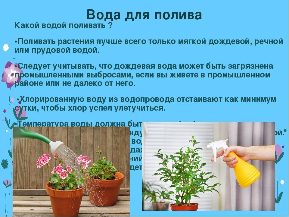 Поливать цветы минеральной водой: можно ли, какие именно и что будет при поливе растений минералкой с газом и без?