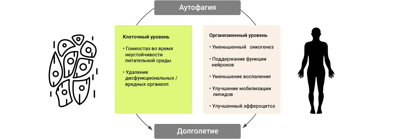 Голодание: гид по практике, которая получает все большую популярность
reminder