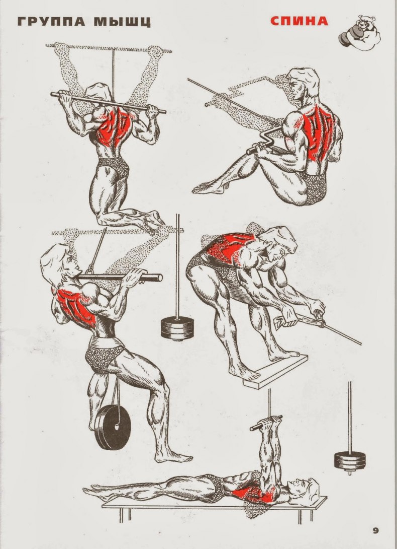 Упражнения на спину в тренажерном зале-комплекс для укрепления позвоночника