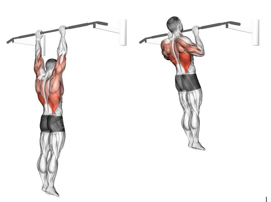 Подтягивания узким хватом: техника выполнения, какие мышцы работают