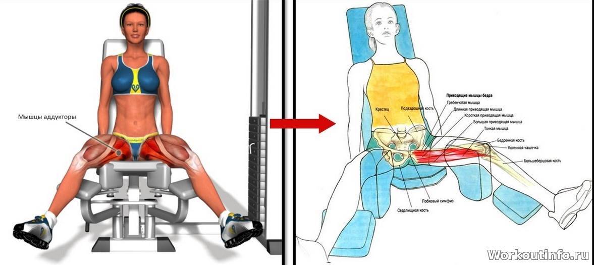 Сгибание ног в тренажере сидя: техника выполнения, какие мышцы работают