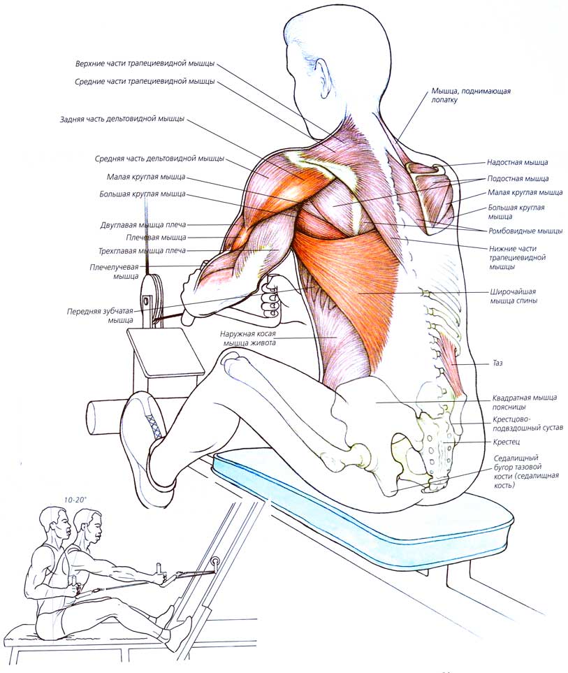 Тяга горизонтального блока к груди — какие мышцы задействованы в упражнении