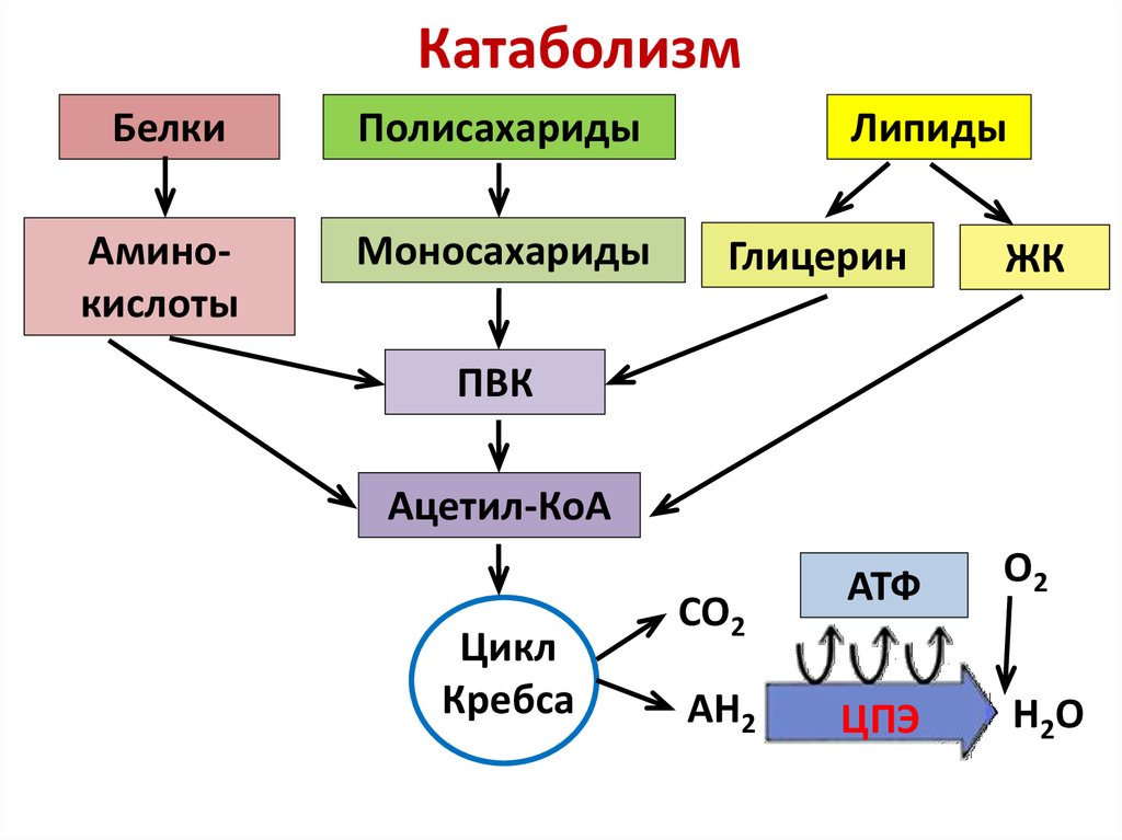 Понятие анаболизма и катаболизма. основные этапы. характеристика метаболических путей превращения основных классов органических веществ