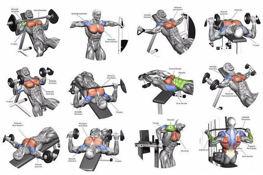 Упражнения на грудные мышцы для тренировок в тренажерном зале