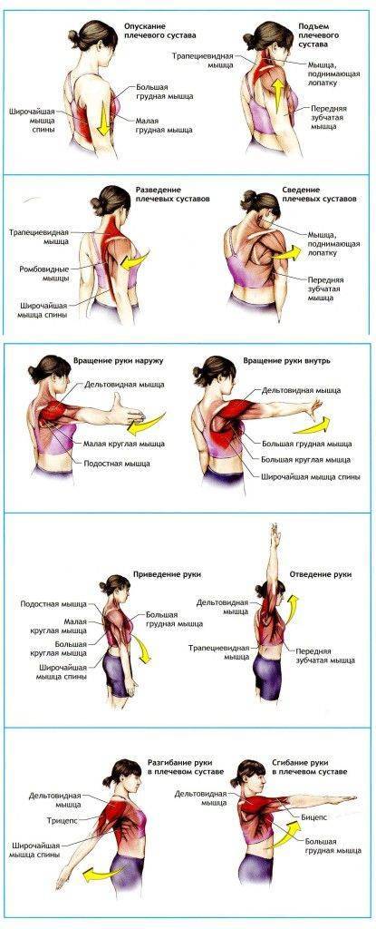 Упражнения на растяжку мышц: программа тренировок для развития гибкости всего тела (комплекс занятий для начинающих)