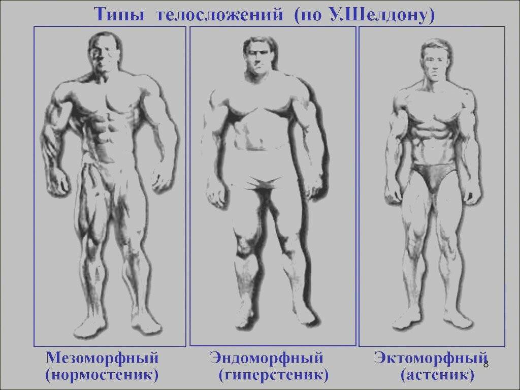 Тип телосложения: эктоморф, мезоморф, эндоморф 
тип телосложения: эктоморф, мезоморф, эндоморф