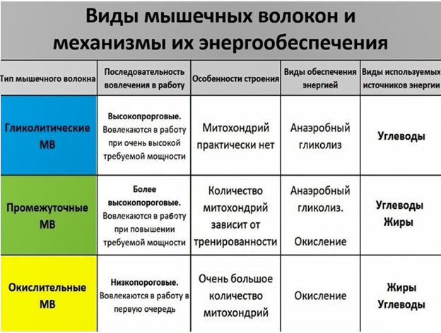 Типы мышечных волокон — чем быстрые отличаются от медленных?