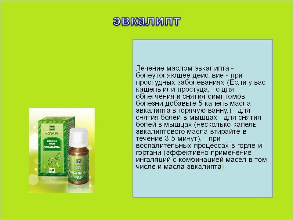 Эфирное масло эвкалипта: свойства и применение, вред и противопоказания