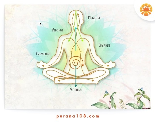 Поза посоха дандасана – подробное описание для правильной практики йоги