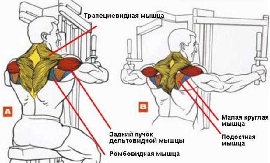 Сведение рук в тренажере бабочка для грудных мышц сидя: какие мышцы работают? правильная техника выполнения