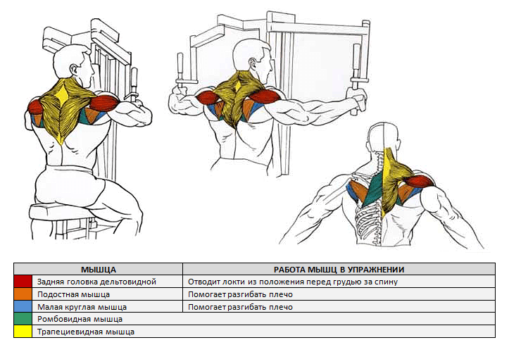 Сведение рук в тренажере бабочка сидя: техника выполнения и какие мышцы работают