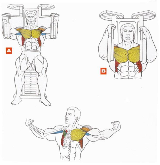 Как правильно качать внутреннюю часть грудных мышц