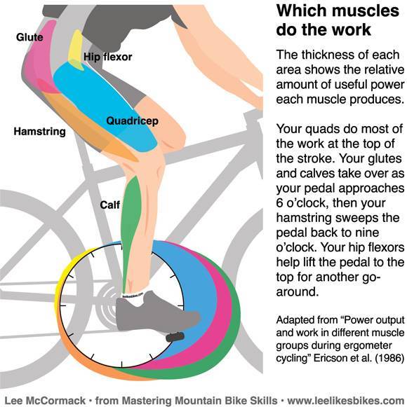 Езда на велосипеде и мышцы, которые при этом работают. знакомимся