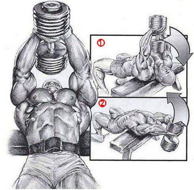 Как накачать грудные мышцы гантелями: упражнения и советы :: syl.ru