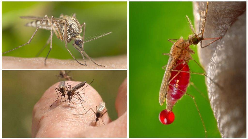 Какую группу крови больше всего любят комары