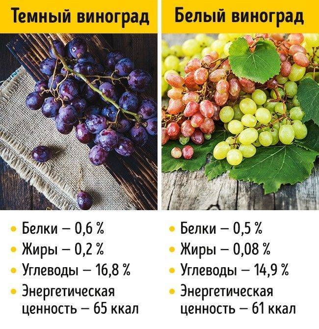 Виноград это ягода или фрукт: как правильно называть и выращивать, фото, характеристика плодов, косточек, полезные свойства