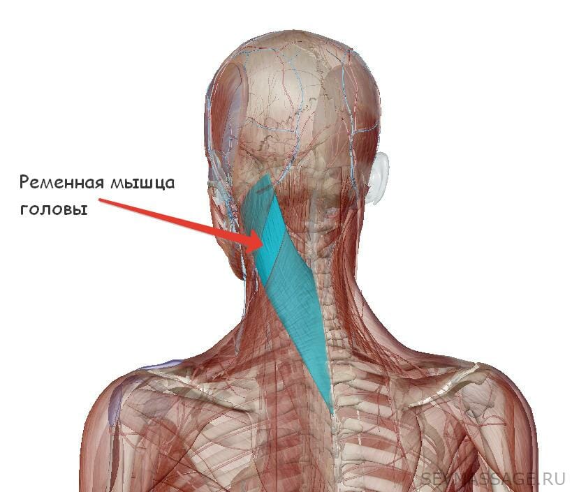 Боли в затылочной части головы и шеи: причины, диагностика и лечение | ким