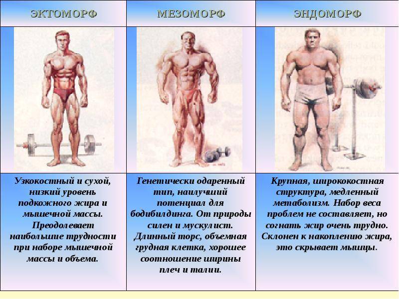 Как узнать свой соматотип: эктоморф, мезоморф или эндоморф