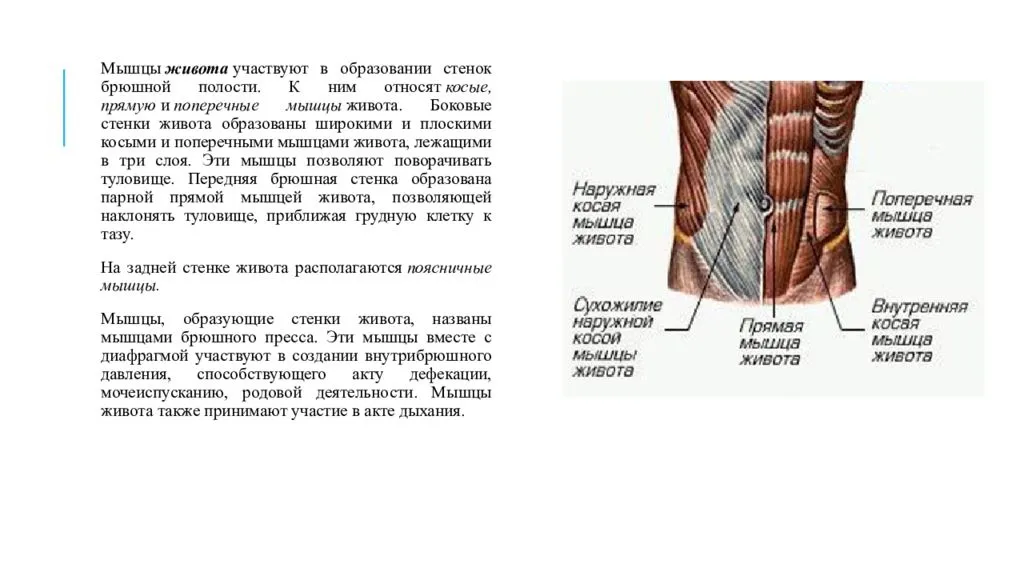 Классическая анатомия о мышцах живота (пресса) – в подробностях