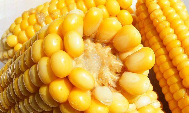 Польза и вред от консервированной кукурузы для здоровья