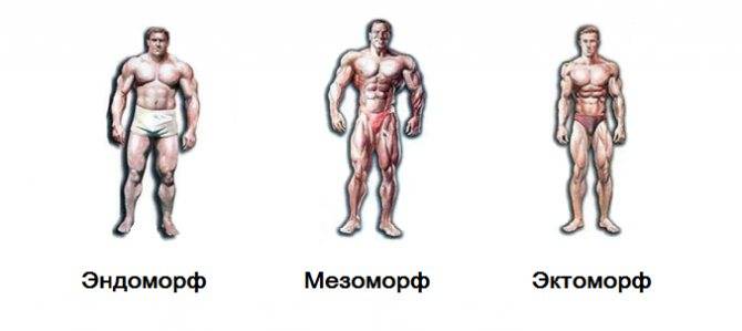 ???? эктоморф, мезоморф или эндоморф — как определить свой тип телосложения?