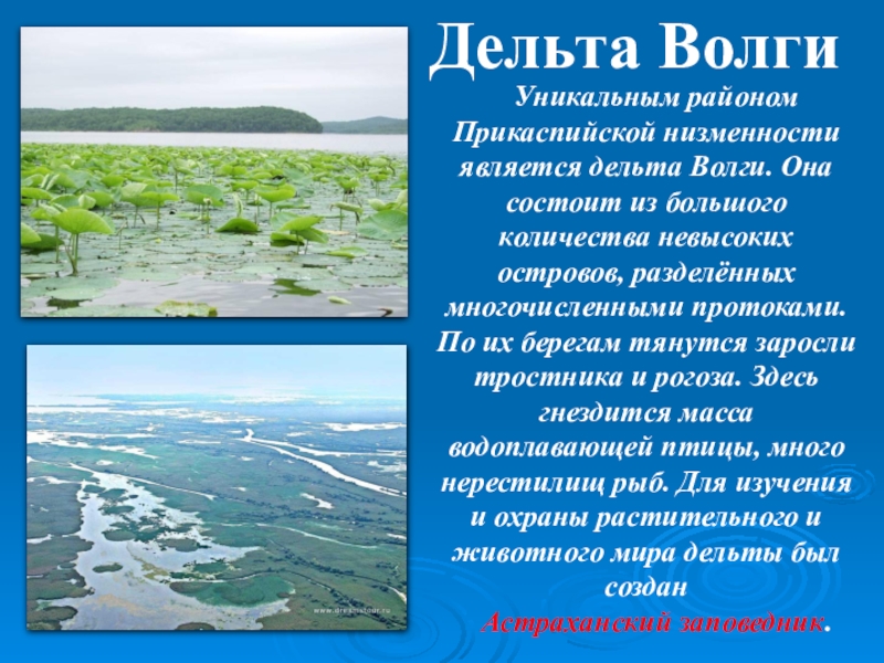 Река лена: исток, направление течения, протяженность, устье :: syl.ru
