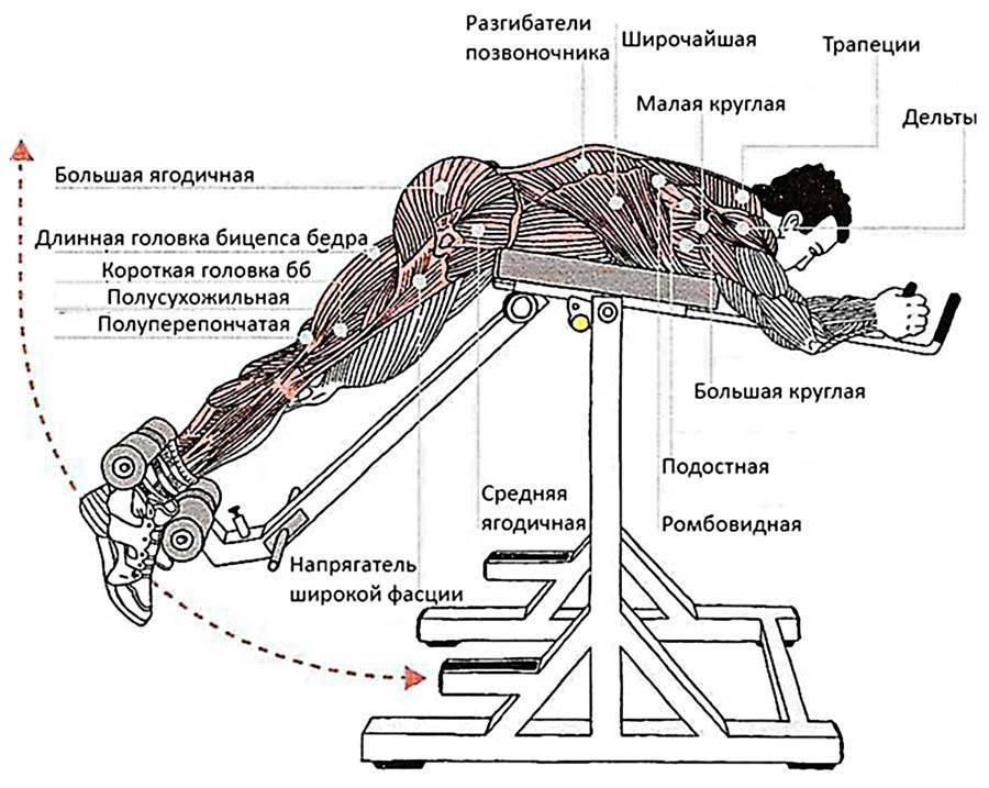 Гиперэкстензия: какие мышцы качает, техника выполнения (фото)