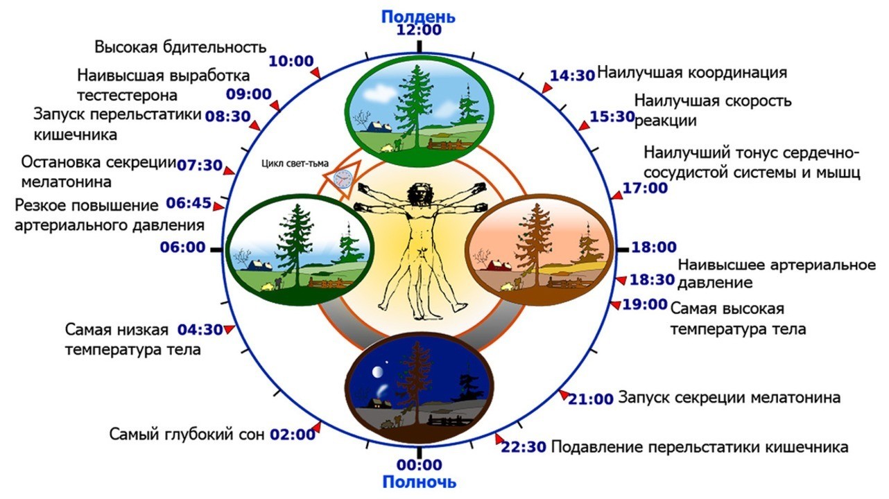 Циркадные биологические ритмы