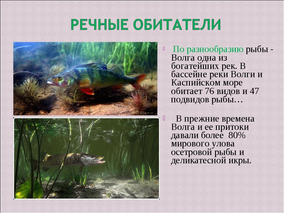 Многообразный мир растений и животных реки Волга