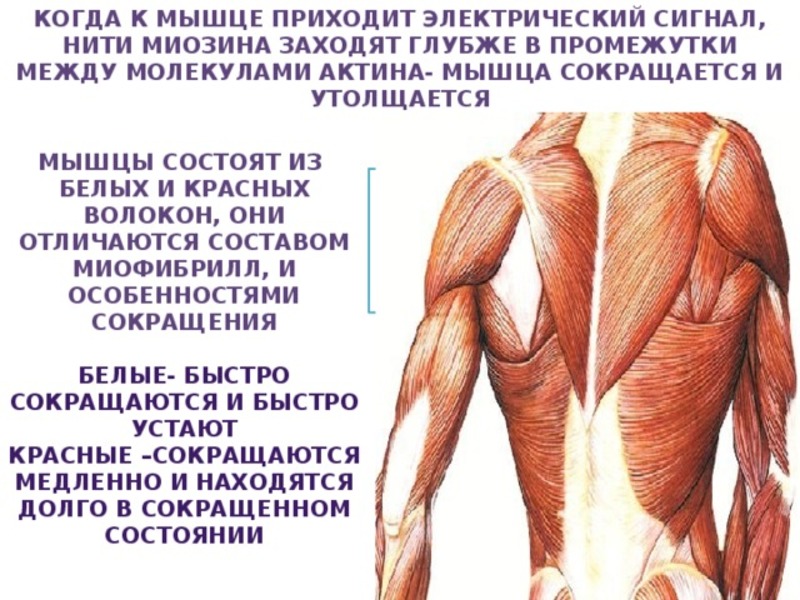 Как растут мышцы? научно обоснованные решения для максимального мышечного роста