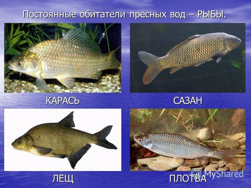 Особенности, краткое описание и группы водных животных