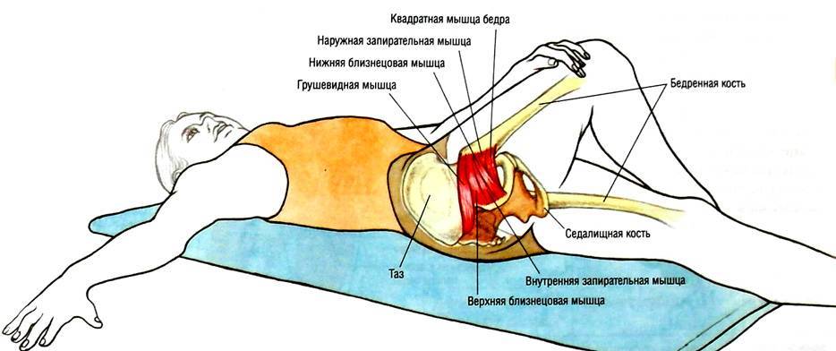 Синдром грушевидной мышцы | kinesiopro