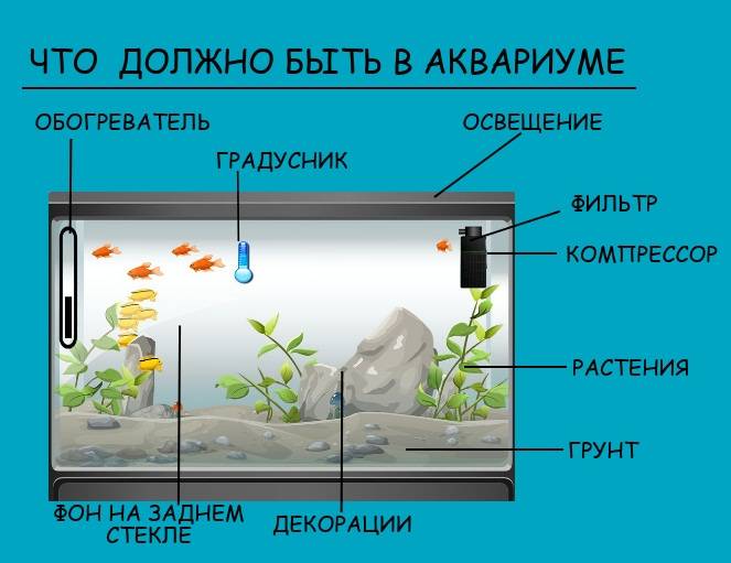 Cколько отстаивать воду для аквариума (сколько времени и дней должна стоять): водопроводную, из под крана, как правильно