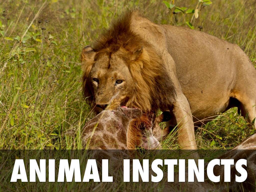 Животные инстинкты vs разум: что эффективнее? вся правда!