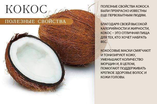 Кокос: польза тропического фрукта