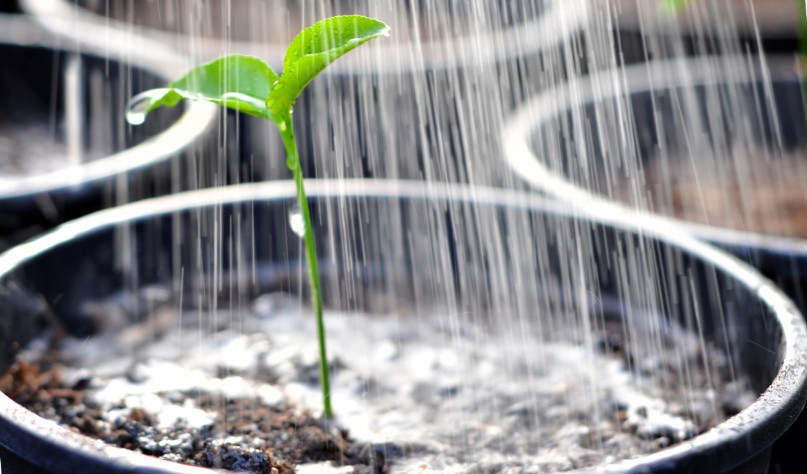 Можно ли поливать огород водой из скважины: стоит ли осуществлять полив .
